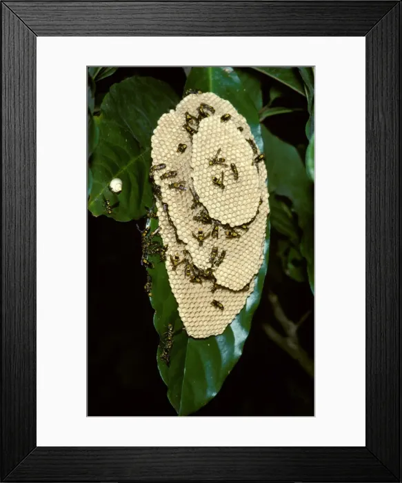 Framed Print : Paper wasp - vertically-layered nest Framed Print : Paper wasp - vertically-layered nest