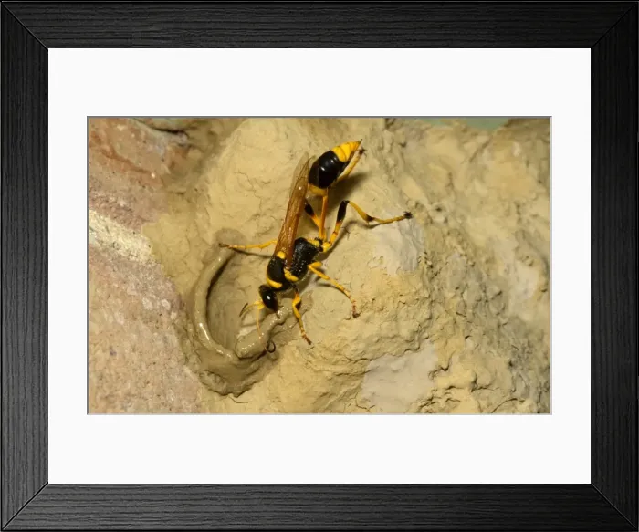Framed Print : Common mud-dauber wasp - female adding cell to nest. Larvae from eggs laid in the cells will feed off paralysed spiders Framed Print : Common mud-dauber wasp - female adding cell to nest. Larvae from eggs laid in the cells will feed off paralysed spiders