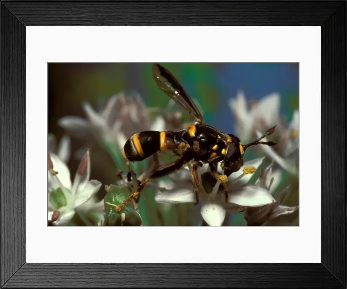 Framed Print : A harmless fly (family Syrphidae) that evades its enemies by mimicking the coloration of dangerous wasps Framed Print : A harmless fly (family Syrphidae) that evades its enemies by mimicking the coloration of dangerous wasps