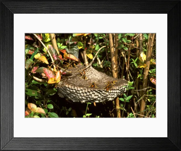 Framed Print : Paper wasp - inverted wine-glass paper nest, often found in gardens, under eaves etc. These wasps have a vicious sting Framed Print : Paper wasp - inverted wine-glass paper nest, often found in gardens, under eaves etc. These wasps have a vicious sting