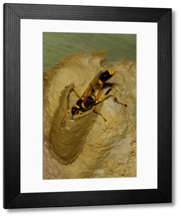 Framed Print : Common mud-dauber wasp - female adding cell to nest. Larvae from eggs laid in the cells will feed off paralysed spiders Framed Print : Common mud-dauber wasp - female adding cell to nest. Larvae from eggs laid in the cells will feed off paralysed spiders