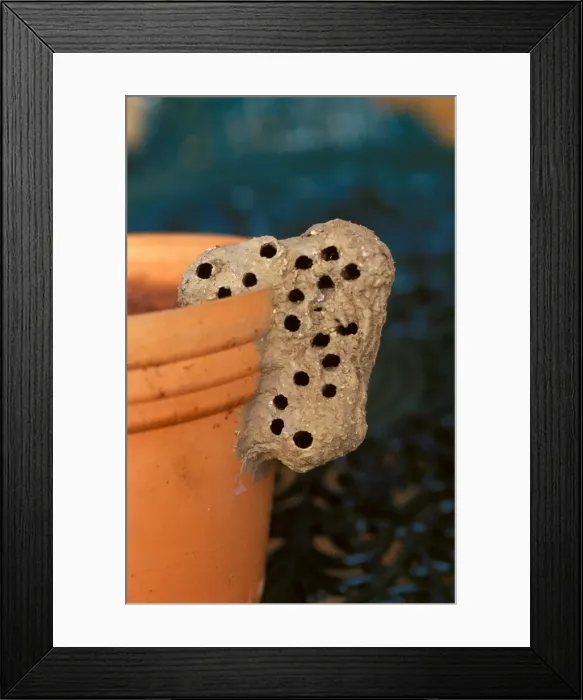 Framed Print : Nest of a Mud-dauber wasp - a solitary species, after emergence of adults Framed Print : Nest of a Mud-dauber wasp - a solitary species, after emergence of adults