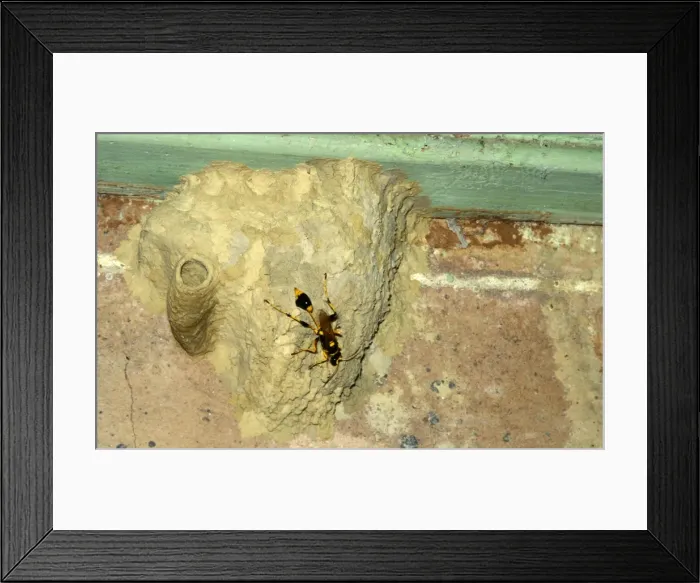 Framed Print : Common mud-dauber wasp - female building nest. Larvae from eggs laid in the cells will feed off paralysed spiders