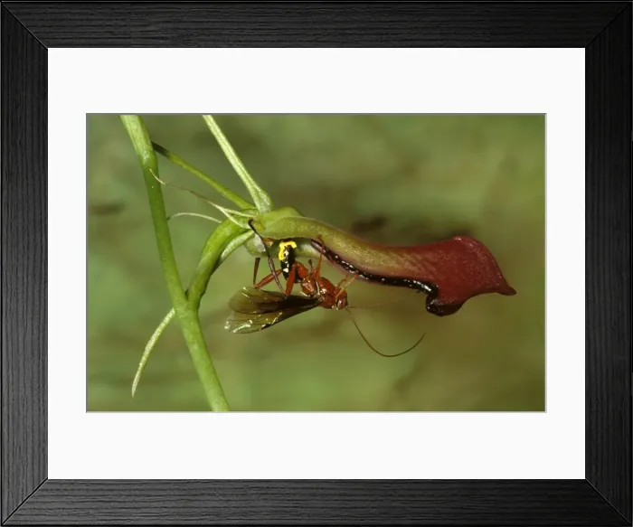 Framed Print : Orchid dupe wasp - male lured by a false wasp-mating scent from an orchid (Cryptostylis subulata), mates with it Framed Print : Orchid dupe wasp - male lured by a false wasp-mating scent from an orchid (Cryptostylis subulata), mates with it