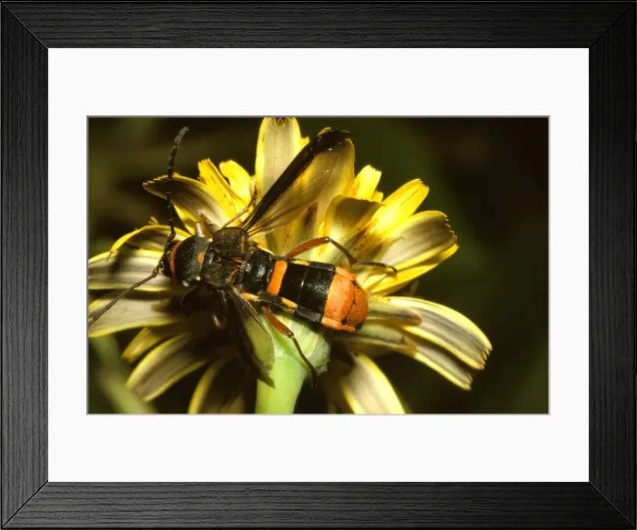 Framed Print : A longicorn beetle - a harmless beetle that evades its enemies by mimicking the coloration of dangerous wasps Framed Print : A longicorn beetle - a harmless beetle that evades its enemies by mimicking the coloration of dangerous wasps
