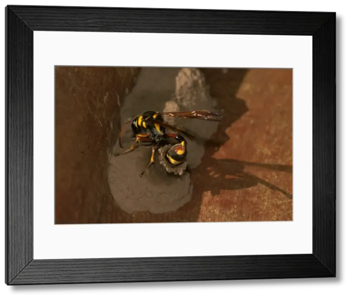 Framed Print : A mud-wasp - a potter wasp that preys only on moth larvae, lays an egg into her mud nest Framed Print : A mud-wasp - a potter wasp that preys only on moth larvae, lays an egg into her mud nest