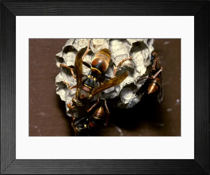 Framed Print : Paper wasps - female workers attending larvae in nest cells Framed Print : Paper wasps - female workers attending larvae in nest cells