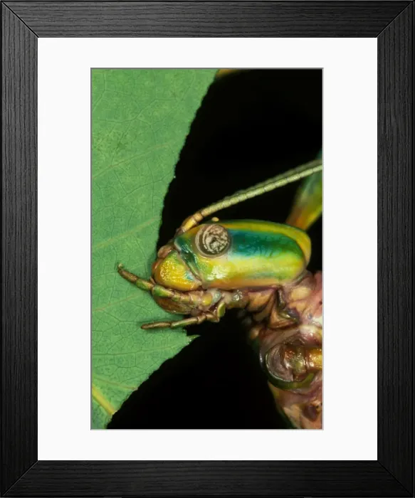 Framed Print : Goliath stick insect - feeding on gumleaf Framed Print : Goliath stick insect - feeding on gumleaf