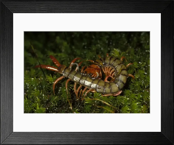 Framed Print : A common large centipede, unidentified species Framed Print : A common large centipede, unidentified species
