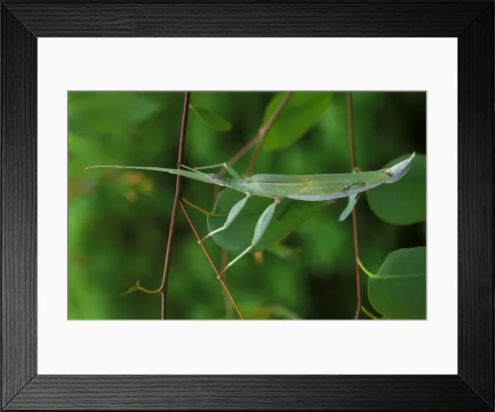 Framed Print : A stick insect Framed Print : A stick insect