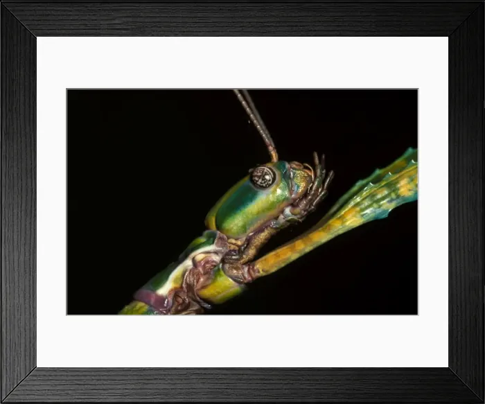 Framed Print : Goliath stick insect - female head. Females can reach 20 cm Framed Print : Goliath stick insect - female head. Females can reach 20 cm