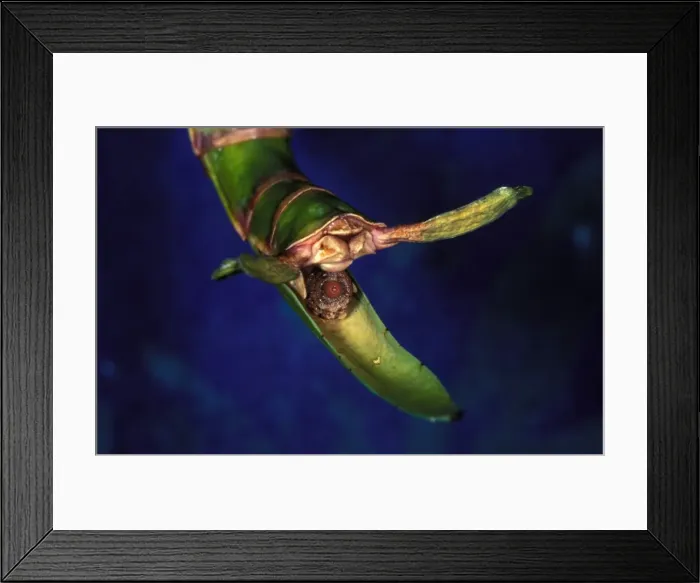 Framed Print : CLY03162. AUS-484. Goliath stick insect - female about to toss egg to forest floor. Framed Print : CLY03162. AUS-484. Goliath stick insect - female about to toss egg to forest floor.