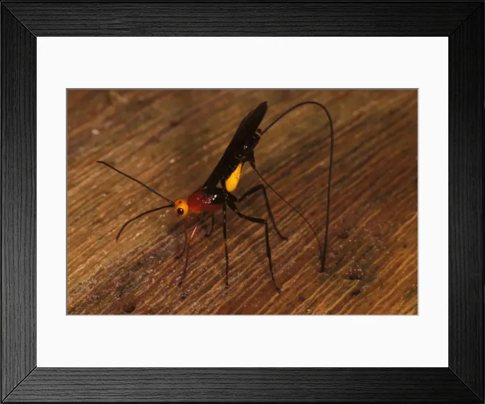 Framed Print : A parasitic wasp (fam. Braconidae), female inserting long ovipositor inside a rainforest log in which her beetle larvae prey are feeding
