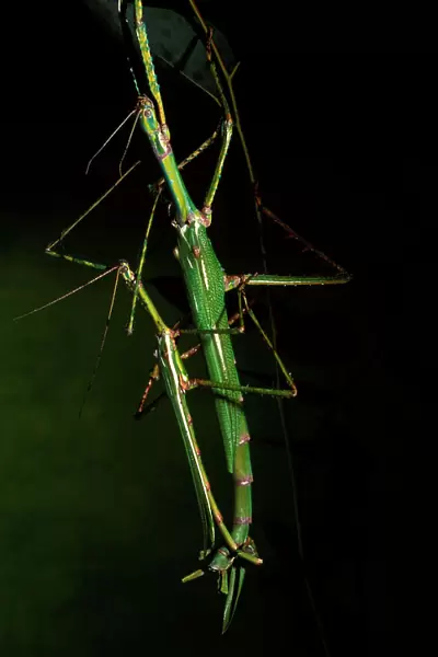 Goliath stick insect - male, left, and female mating. Males measure 12 to 14 cm, females 17 to 20 cm