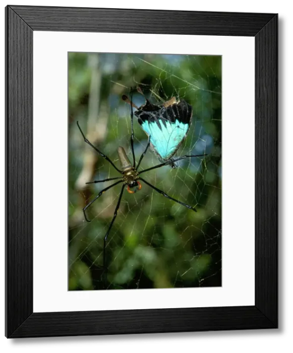 Framed Print : A Golden orb-weaver - female spider with captured Ulysses butterfly Framed Print : A Golden orb-weaver - female spider with captured Ulysses butterfly