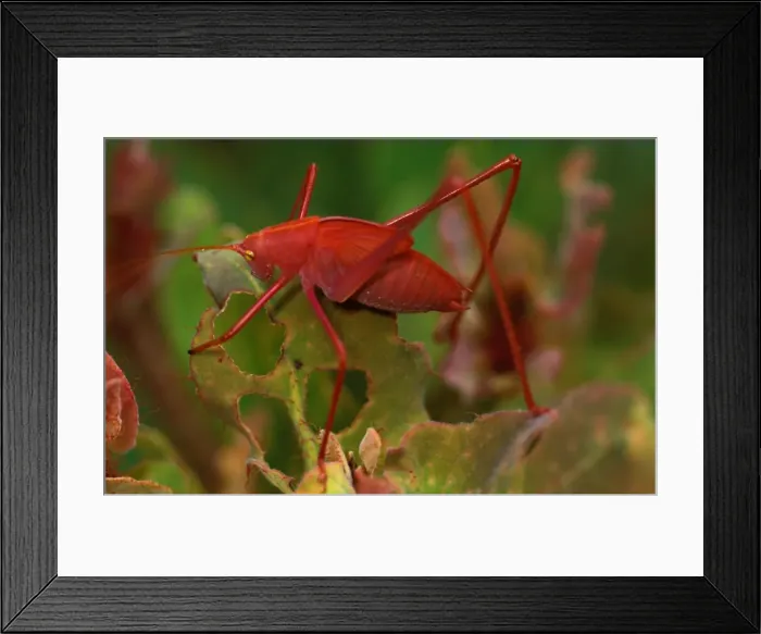 Framed Print : Common garden katydid - nymph with juvenile pink colouring (is green as adult) Framed Print : Common garden katydid - nymph with juvenile pink colouring (is green as adult)