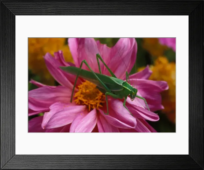 Framed Print : Common garden katydid - adult male Framed Print : Common garden katydid - adult male