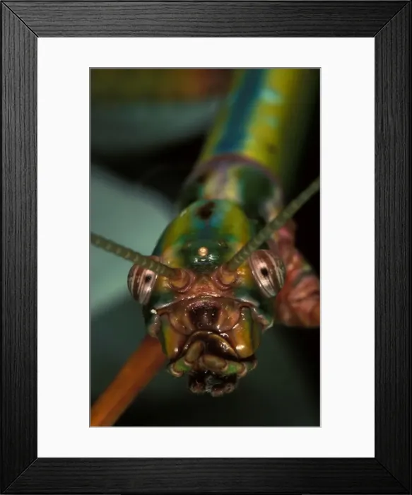 Framed Print : Goliath stick insect - may look like a monster but is a harmless vegetarian. Males 12-14 cm, females 17-20 cm Framed Print : Goliath stick insect - may look like a monster but is a harmless vegetarian. Males 12-14 cm, females 17-20 cm