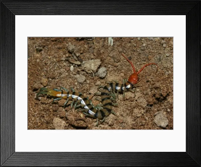 Framed Print : A colourful centipede, unidentified species Framed Print : A colourful centipede, unidentified species