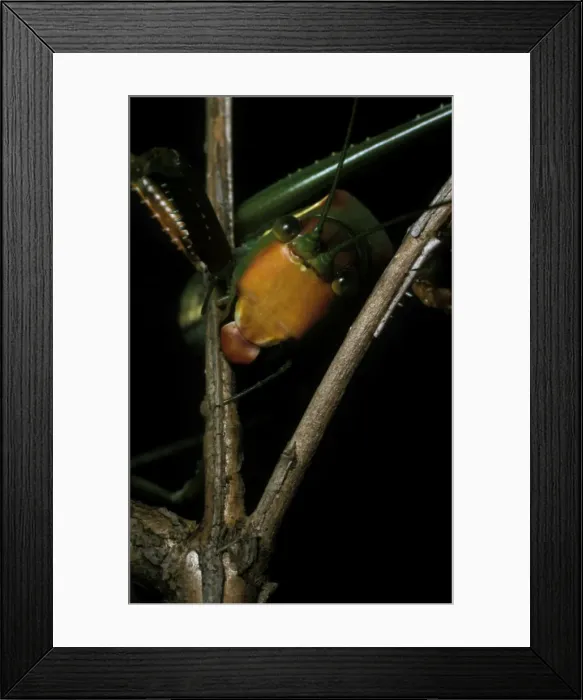 Framed Print : Sydney gumleaf katydid - a predatory katydid with a ferocious bite. The name horridus refers to the spiky legs Framed Print : Sydney gumleaf katydid - a predatory katydid with a ferocious bite. The name horridus refers to the spiky legs
