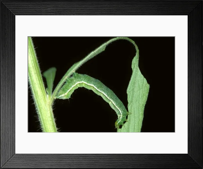 Framed Print : Tobacco looper moth larva - parasitised by a wasp (fam. Encyrtidae): wasp larvae will feed on its living tissue Framed Print : Tobacco looper moth larva - parasitised by a wasp (fam. Encyrtidae): wasp larvae will feed on its living tissue