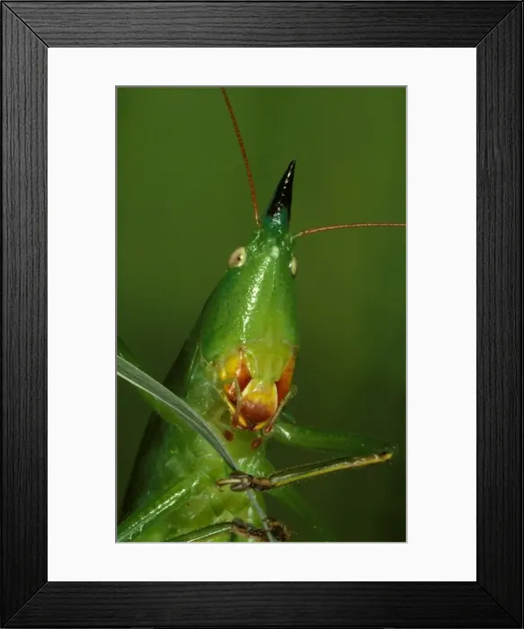 Framed Print : A snout-nosed katydid - with powerful mandibles used to crack seeds or give a painful nip if the insect is mishandled Framed Print : A snout-nosed katydid - with powerful mandibles used to crack seeds or give a painful nip if the insect is mishandled