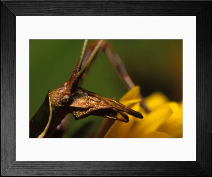 Framed Print : Balsam Beast - showing unusual prognathous mouthparts used in probing for nectar and pollen Framed Print : Balsam Beast - showing unusual prognathous mouthparts used in probing for nectar and pollen