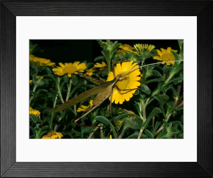 Framed Print : Balsam Beast - female feeding on pollen. There are only four genera of pollen - and nectar-feeding katydids Framed Print : Balsam Beast - female feeding on pollen. There are only four genera of pollen - and nectar-feeding katydids