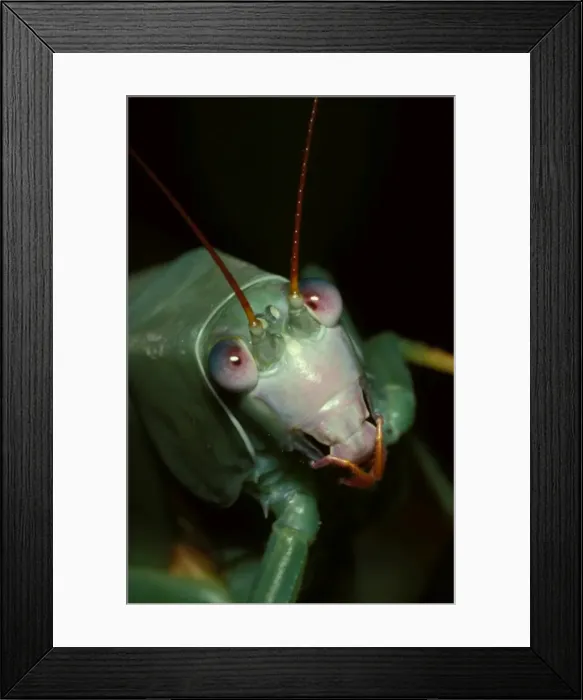 Framed Print : Common garden katydid - face of late-stage nymph Framed Print : Common garden katydid - face of late-stage nymph