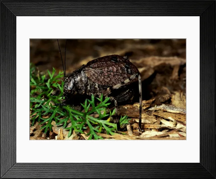 Framed Print : Mountain grasshopper - flightless female with forewings (tegmina) closed in camouflage position Framed Print : Mountain grasshopper - flightless female with forewings (tegmina) closed in camouflage position