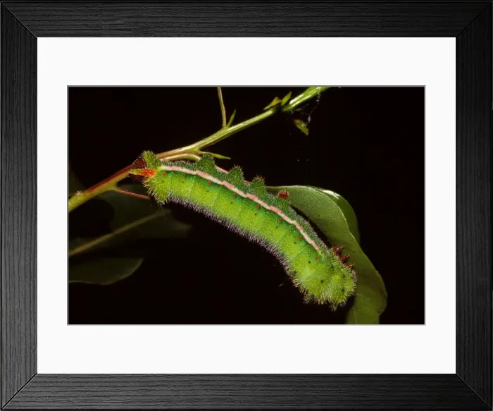 Framed Print : Helena moth - mature larva Framed Print : Helena moth - mature larva