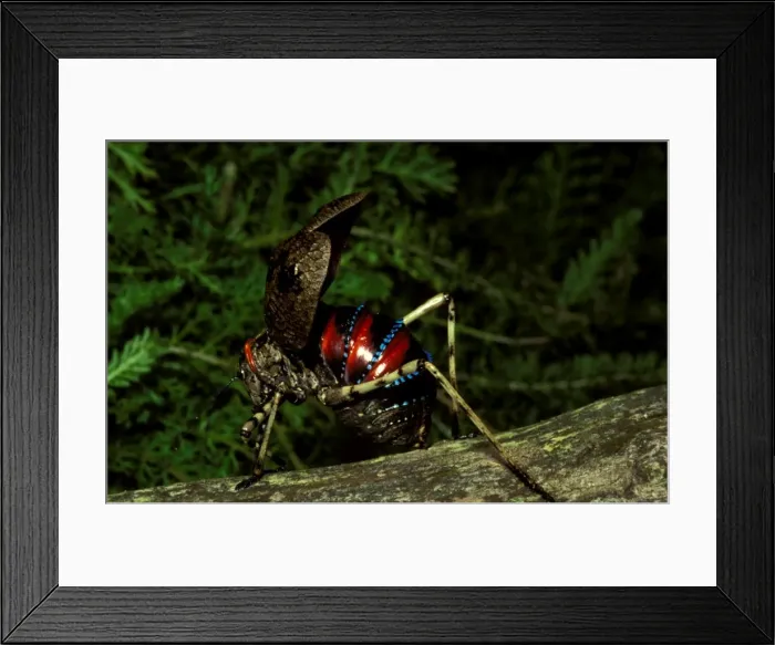 Framed Print : Mountain grasshopper - female with forewings (tegmina) opened to display warning colours Framed Print : Mountain grasshopper - female with forewings (tegmina) opened to display warning colours