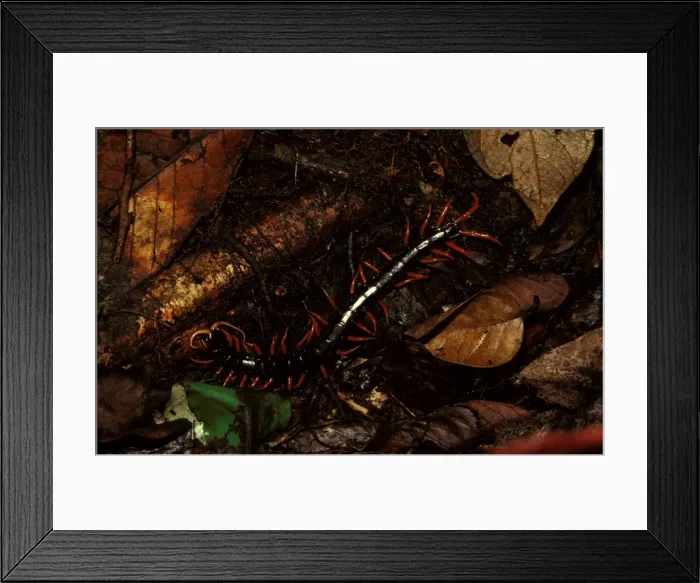 Framed Print : A rainforest centipede Framed Print : A rainforest centipede