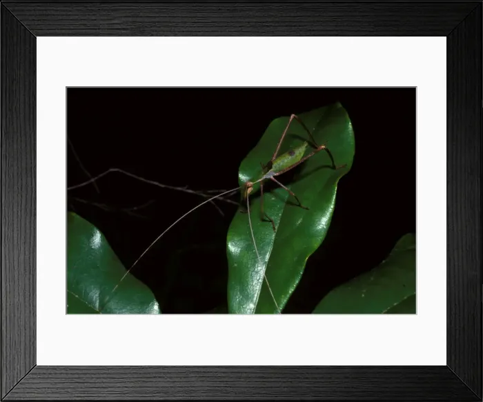 Framed Print : Balsam Beast - a katydid, nymph Framed Print : Balsam Beast - a katydid, nymph