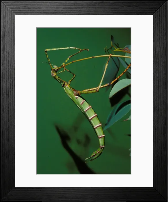 Framed Print : Goliath stick insect - female eating moulted leg after ecdysis or moulting. Females can reach 20 cm Framed Print : Goliath stick insect - female eating moulted leg after ecdysis or moulting. Females can reach 20 cm