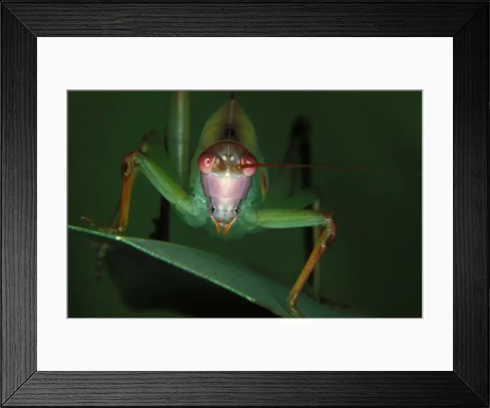 Framed Print : Common garden katydid - nymph showing ears on front legs Framed Print : Common garden katydid - nymph showing ears on front legs