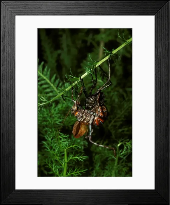 Framed Print : Mountain grasshopper - female moulting to adult stage Framed Print : Mountain grasshopper - female moulting to adult stage