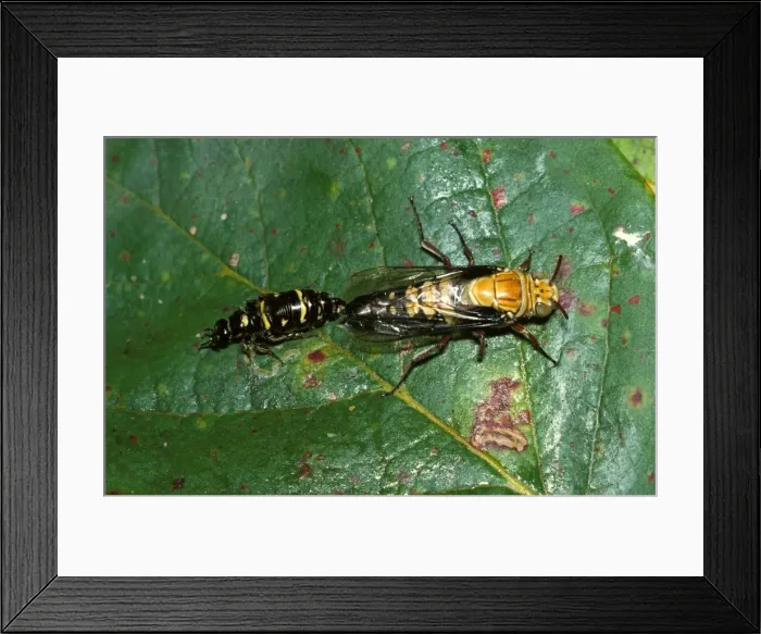 Framed Print : Flower wasps - mating. During a pre-nuptial flight the male (larger) feeds the wingless female by mouth with nectar Framed Print : Flower wasps - mating. During a pre-nuptial flight the male (larger) feeds the wingless female by mouth with nectar