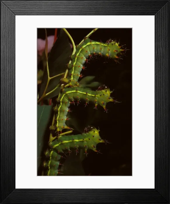 Framed Print : Emperor gum moth - young larvae Framed Print : Emperor gum moth - young larvae