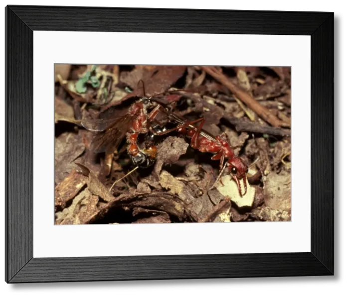 Framed Print : Bulldog ant - Male and female fall to the ground after their mating flight Framed Print : Bulldog ant - Male and female fall to the ground after their mating flight