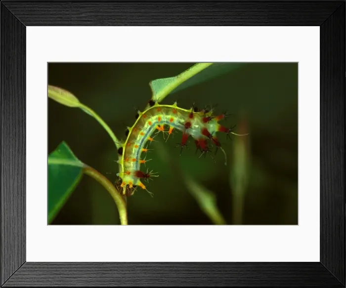 Framed Print : Emperor gum moth - larva, hanging upside down to maximise camouflage