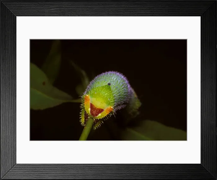 Framed Print : Helena moth - rear end and claspers of a larva Framed Print : Helena moth - rear end and claspers of a larva