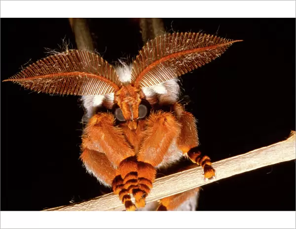 Emperor gum moth - huge plumed antennae that pick up the sex pheromones or scents emitted by females