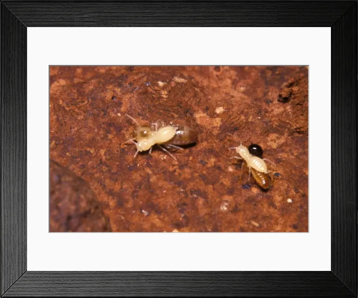 Framed Print : Larvae of Jockey beetle - inquiline carried by Nosy termites (Nasutitermes walkeri) to be fed by other termites Framed Print : Larvae of Jockey beetle - inquiline carried by Nosy termites (Nasutitermes walkeri) to be fed by other termites