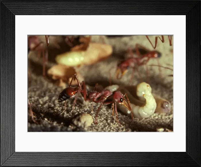 Framed Print : Bulldog ant - offering trophic egg to larva. Trophe = nourishment; trophic eggs are laid solely to feed the larvae Framed Print : Bulldog ant - offering trophic egg to larva. Trophe = nourishment; trophic eggs are laid solely to feed the larvae