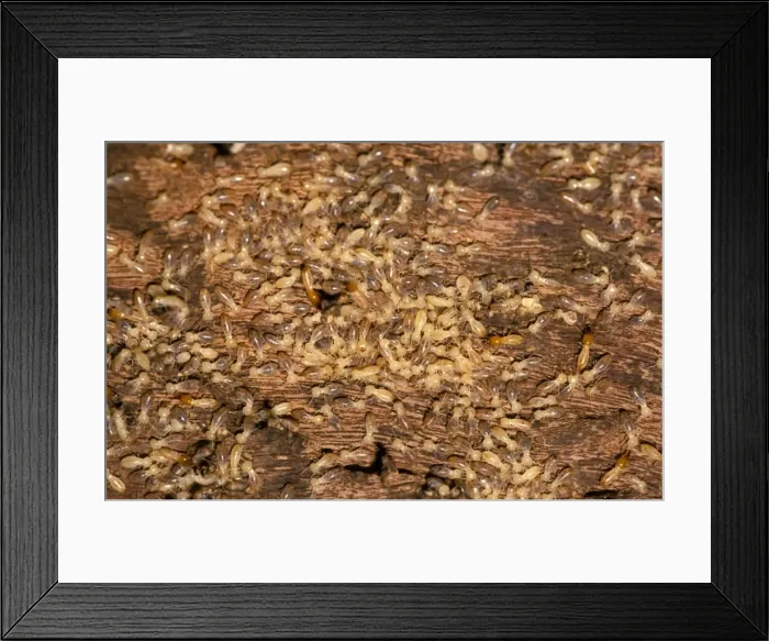 Framed Print : Nosy termites - worker and soldier each being ridden by a Jockey beetle (Australoptochtus phoreticus) inquiline Framed Print : Nosy termites - worker and soldier each being ridden by a Jockey beetle (Australoptochtus phoreticus) inquiline