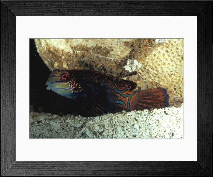 Framed Print : Caption The striking colours and markings of the mandarinfish (Synchiropus splendidus) make it one of the most highly prized species for home aquariums. Great Barrier Reef, Australia. Aquarium shot Framed Print : Caption The striking colours and markings of the mandarinfish (Synchiropus splendidus) make it one of the most highly prized species for home aquariums. Great Barrier Reef, Australia. Aquarium shot
