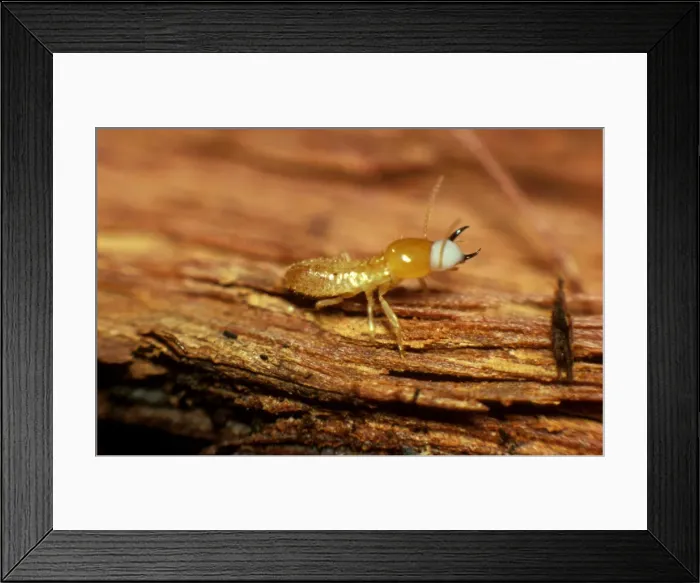 Framed Print : Milk termite - producing milky fluid in defence Framed Print : Milk termite - producing milky fluid in defence