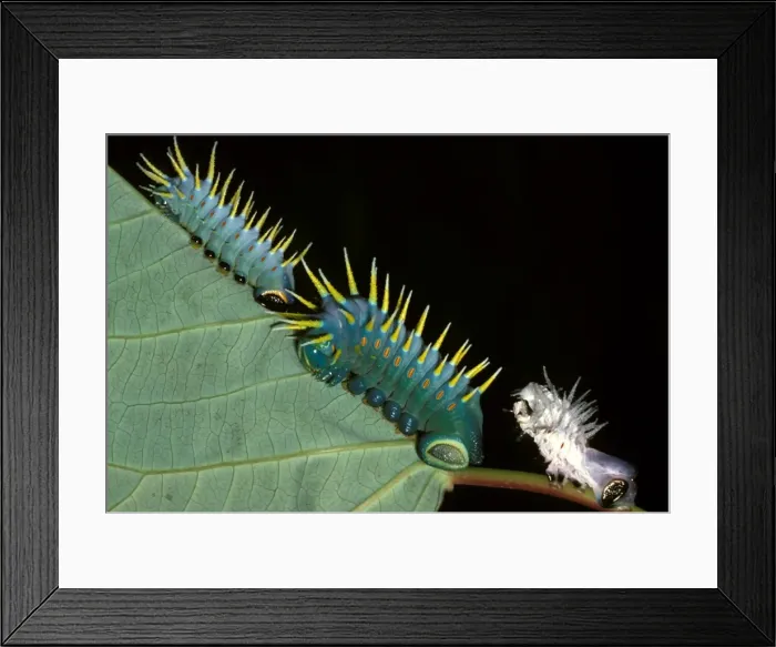 Framed Print : Hercules moth - larvae and a cast skin Framed Print : Hercules moth - larvae and a cast skin
