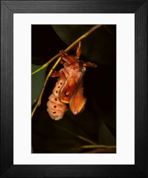Framed Print : Helena moth - female unfolding wings after emerging from the cocoon Framed Print : Helena moth - female unfolding wings after emerging from the cocoon